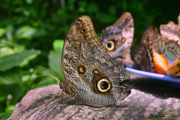 Fototapeta premium Giant Owl Butterfly sitting on stone in butterfly conservatory