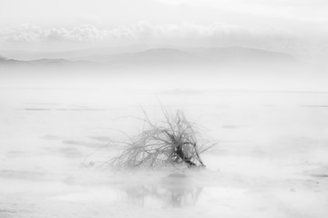 Toter Baum am toten Meer