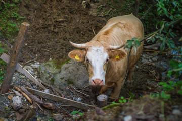 Kuh Rind im Wald