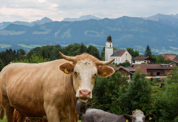 Kuh Portrait Berge