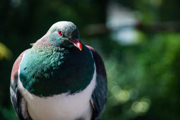 wild forest pigeon in new zealand