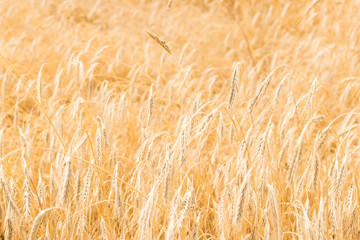 Fields of wheat at the end of summer fully ripe. natural background