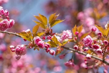 Bright pink cherry blossom flowers.