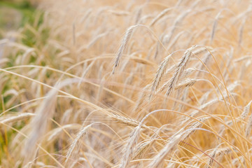 Fields of wheat at the end of summer fully ripe. natural background