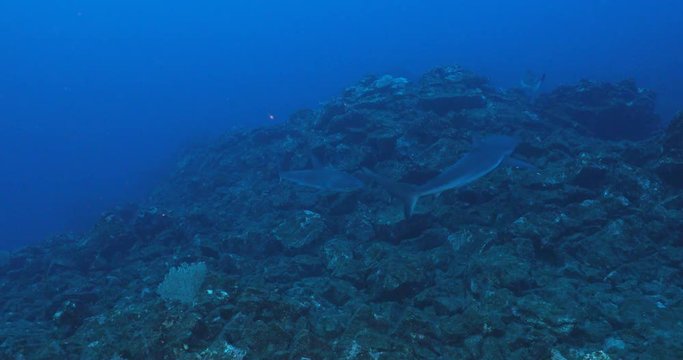 Galapagos and silvertip sharks, Revillagigedo islands, Mexico.
