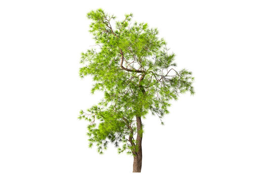 A coniferous evergreen spruce tree with a lush crown and a curved transverse trunk on a white background. Isolate oneself. 3D illustration.