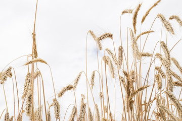 Fields of wheat at the end of summer fully ripe. natural background