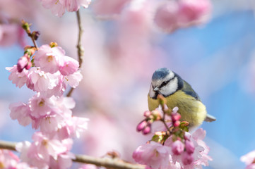 Blue tit, branch with cherry blossoms. Wonderful spring feeling in beautiful pastel colors. Pink and blue blurred background with copy space for text.