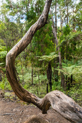 old twisted tree in the forest