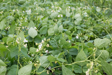 Beans blooming in garden. Farming, vegetarianism, legumes, soy.