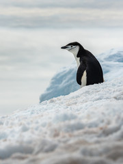 Naklejka premium alone penguin Chinstrap on ice in Antarctica