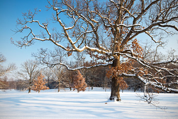 The snow-covered branches of a majestic mature oak tree spread over a winter landscape on a cold winter morning.