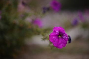 Fototapeta na wymiar violet petunia flower grow in the garden.