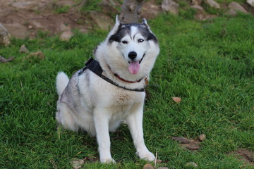 chien husky assis