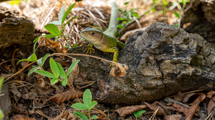 lizard in grass