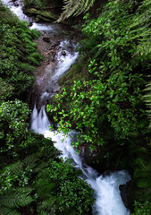 water in a stream in the forest along old ghost road track