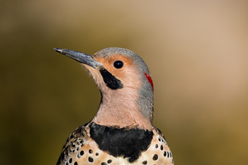 Norther Flicker closeup, Colaptes auratus, a medium sized bird of the Woodpecker family, looking left with natural green earthy tones background
