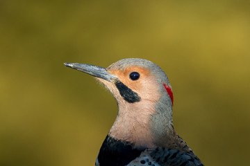 Norther Flicker closeup, Colaptes auratus, a medium sized bird of the Woodpecker family, looking left with natural green earthy tones background