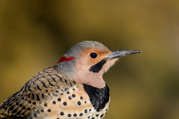 Norther Flicker closeup, Colaptes auratus, a medium sized bird of the Woodpecker family, looking...
