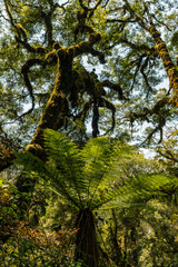 Fototapeta premium trees in the kahurangi national park forest in new zealand