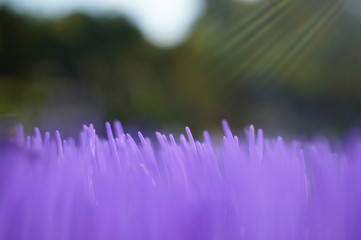 Distel Nahansicht