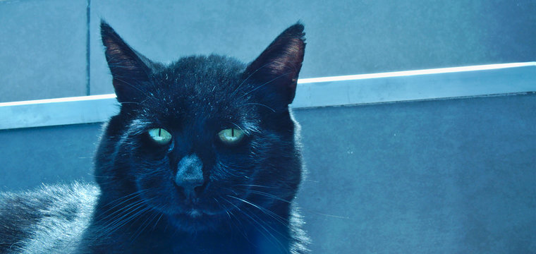 Black cat with green eyes with a very vague look, looking indifferently at the camera.