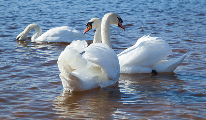 flock of white swans on the lake. beautiful fabulous birds.