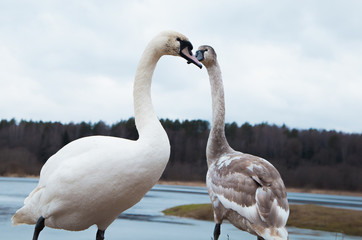 Obraz premium flock of white swans on the lake. beautiful fabulous birds.