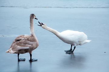 flock of white swans on the lake. beautiful fabulous birds.