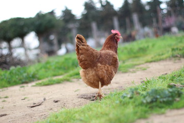 poule