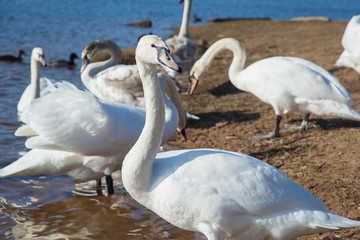 Obraz premium flock of white swans on the lake. beautiful fabulous birds.
