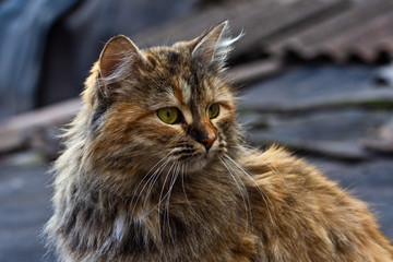 The red fluffy cat sits on the roof.