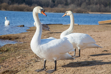 flock of white swans on the lake. beautiful fabulous birds.