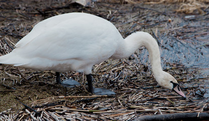 flock of white swans on the lake. beautiful fabulous birds.