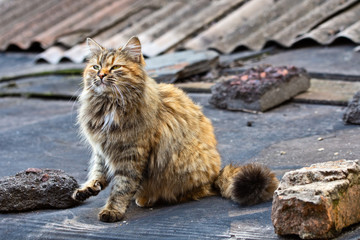 Obraz premium The red fluffy cat sits on the roof.
