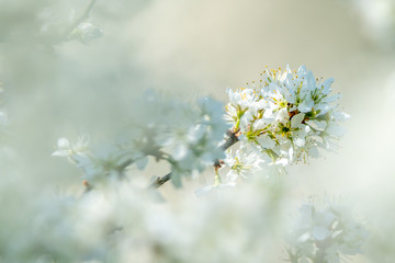Branch with sloe berry blossoms. Light background with place for text, copy space. Soft focus, bokeh and narrow debt of field. Close up picture.