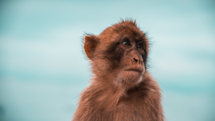Monkey sitting on the rock of gibraltar.
