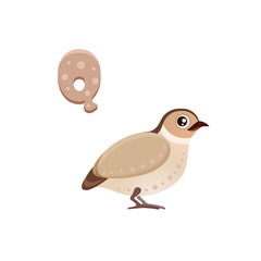 Vector illustration with cute little cartoon quail, flat icon of poultry quail isolated on white background, mascot, cartoon chicken in brown color, farm village partridge eps 10 pheasant sparrow