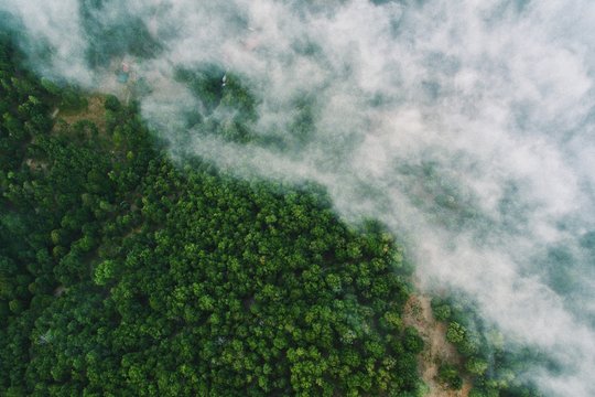 Forest covered by clouds from the air.