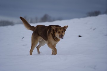 dog in snow