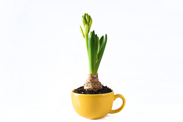 Hyacinth growth in yellow cup isolated on white background