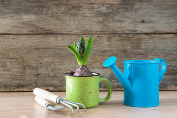 Spring gardening composition. One growth of hyacinth flower in green mug, blue watering can adn gardening tools on rustic non paint woode background. Space for text