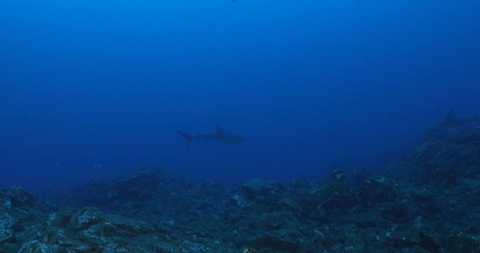 Galapagos and silvertip sharks, Revillagigedo islands, Mexico.
