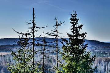 Kahlschlag