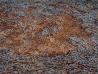 Horizontal photo of brown bark textures