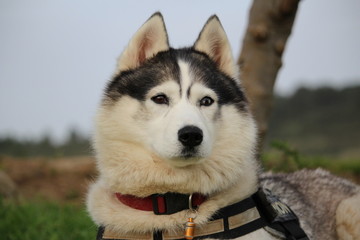 chien husky
