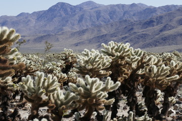 La Cholla cactus in the Joshua Tree Nature reserve