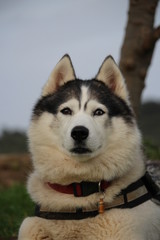 portrait de husky