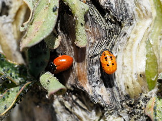 Ocotillo cactus with lady birds