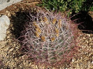 Naklejka premium Barrel cactus